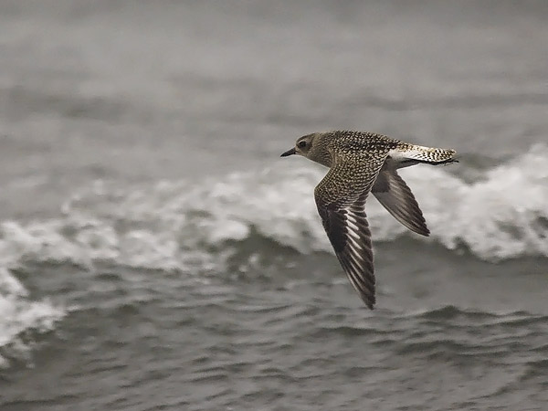 Tundrakurmitsa, Grey Plover, Pluvialis squatarola